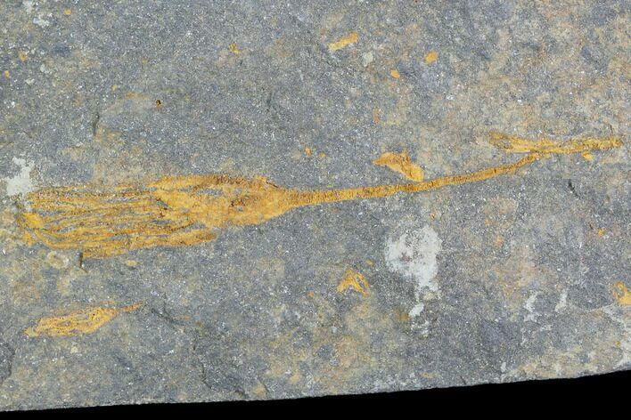 Ordovician Echinoderm Fossil Association - Kaid Rami, Morocco #102834